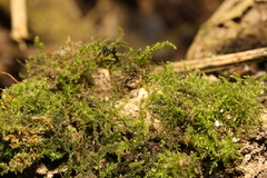 Amblystegium serpens