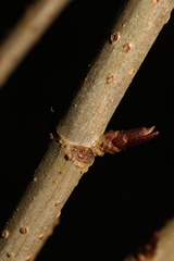 Sambucus nigra