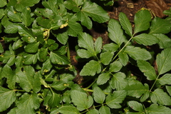 Smyrnium olusatrum