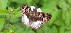 Noctuana