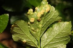 Puccinia smyrnii