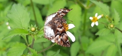 Noctuana