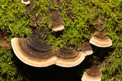 Trametes versicolor