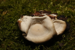 Trametes versicolor