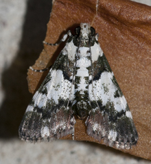 Termioptycha albifurcalis
