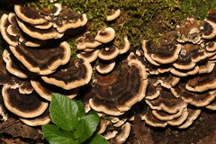 Trametes versicolor