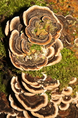 Trametes versicolor