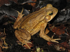 Rhinella ornata × crucifer