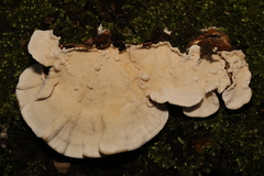 Trametes versicolor
