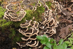 Trametes versicolor