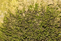 Frullania dilatata