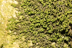 Frullania dilatata