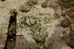 Lecidella elaeochroma