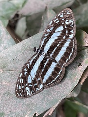 Pseudoneptis bugandensis