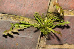 Taraxacum officinale