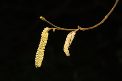 Corylus avellana