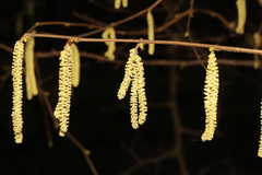 Corylus avellana
