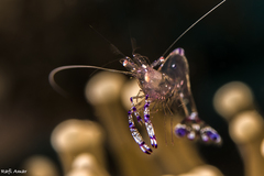 Ancylomenes sarasvati