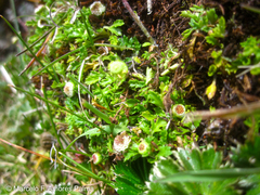 Plagiocheilus frigidus