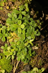 Cerastium fontanum