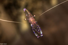 Ancylomenes sarasvati