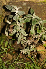 Buddleja davidii