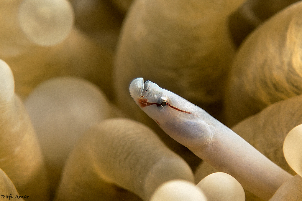 Mushroom-Coral Pipefish