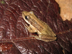 Scinax fuscomarginatus