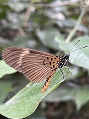 Acraea tellus tellus