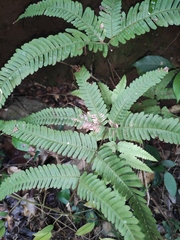 Pteris fauriei