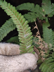 Pteris fauriei