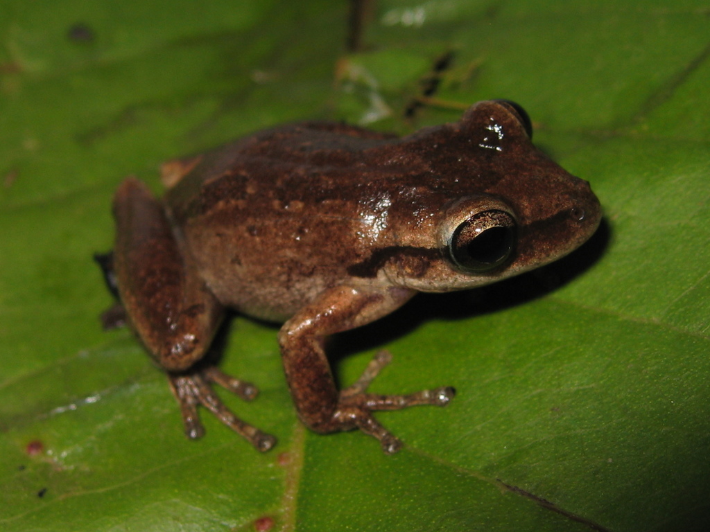 Lanceback Treefrog