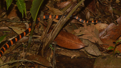 Oxyrhopus clathratus