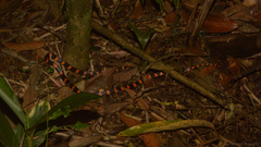Oxyrhopus clathratus