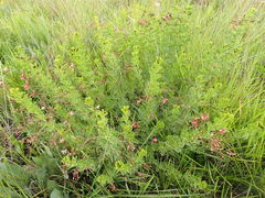 Indigofera hedyantha