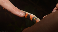 Oxyrhopus clathratus