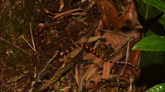 Oxyrhopus clathratus