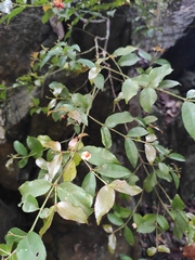 Euonymus echinatus