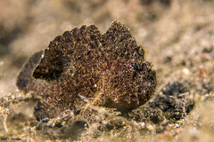 Antennarius randalli