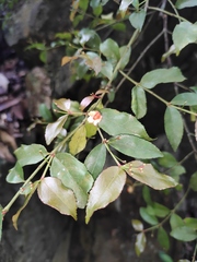 Euonymus echinatus