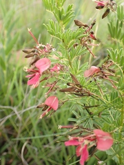 Indigofera hedyantha