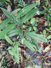Smilax lanceifolia opaca