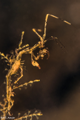 Protella