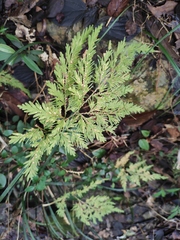 Selaginella moellendorffii