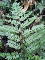 Arachniodes aristata