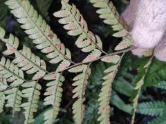 Arachniodes aristata