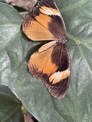 Elymnias bammakoo