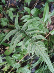 Anisocampium sheareri