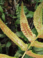 Anisocampium sheareri