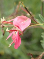 Indigofera hedyantha